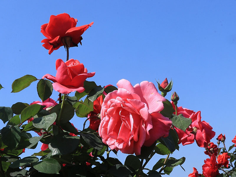 春暖花開季，正是出游時(shí)！程力集團(tuán)小編帶你打卡隨州炎帝紫薇園